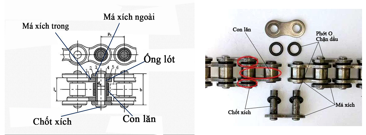 Nhông xích - Websieutoc.VN